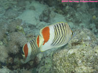 two crown butterflyfishes