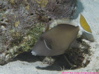female bluethroat triggerfish