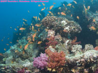 soft coral and anthias on wreck