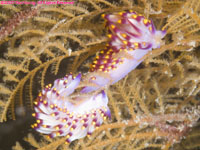 nudibranch: Indian dragon slug
