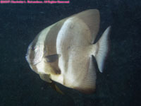 longfin spadefish