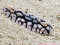 nudibranch: Rueppel's wart slug
