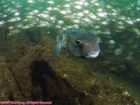 porcupinefish and wreckage