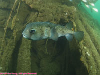 porcupinefish over wreck
