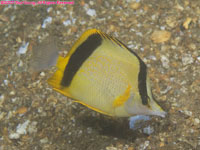 Marcella butterflyfish