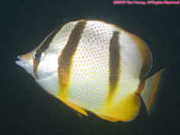 Hoeffler's butterflyfish