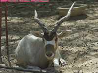 addax antelope