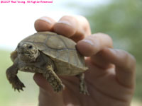 baby sulcata tortoise