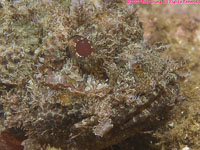 scorpionfish head