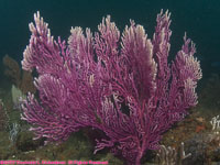 purple gorgonium