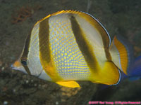 Hoeffler's butterflyfish