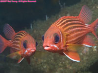 two eastern Atlantic squirrelfish
