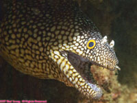 blackear moray eel