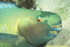sleeping ember parrotfish