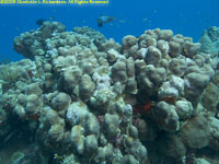 finger coral