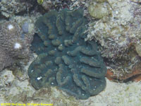 Lowridge cactus coral