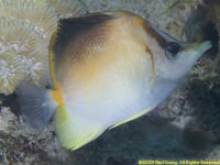 longsnout butterflyfish