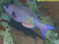 creole wrasse
