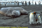 elephant seals and king penguins