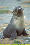 southern fur seal pup