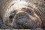 closeup of male elephant seal