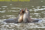fur seals sparring