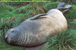 female elephant seal