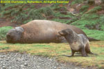 elephant seal with fur seal, Fortuna Bay