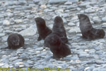 fur seal pups
