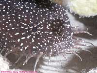 White spotted toadfish