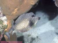 Smooth trunkfish