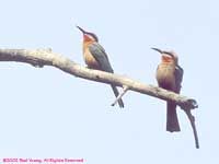 two bee-eaters perched