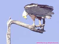 fish eagle