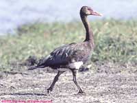 walking spur-wing goose