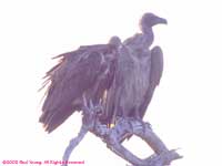 with a hooded vulture
