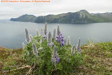 Nootka lupines and bay
