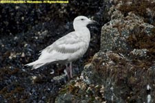 juvenile mew gull