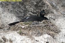 red-faced cormorant on nest
