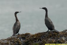 pelagic cormorants