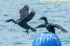 cormorants taking off