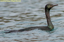 cormorant on water