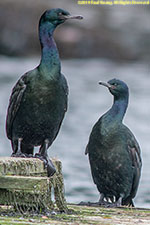 cormorants on dock