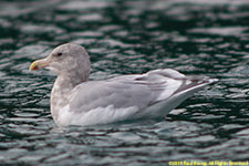 gull on water