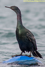 cormorant on buoy