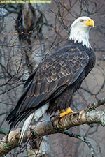 adult bald eagle