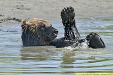 brown bear playing in water