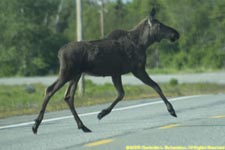 cow moose crossing road
