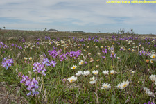 tundra flowers