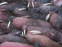 sleeping walruses