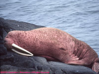 sleeping walrus